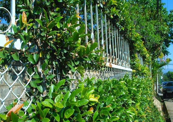 Trang trí hàng rao đẹp Trang trí hàng rao đẹp4